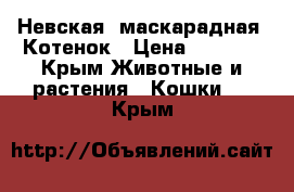 Невская- маскарадная. Котенок › Цена ­ 5 000 - Крым Животные и растения » Кошки   . Крым